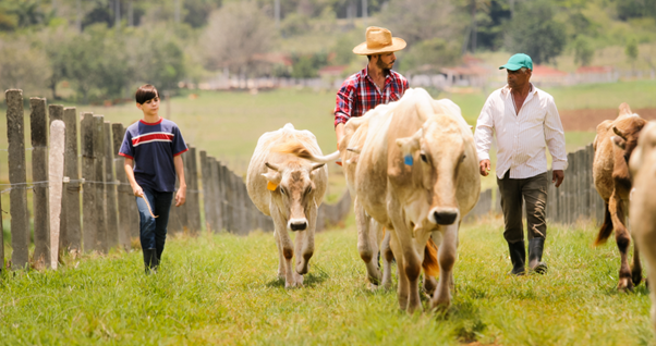 Livestock farm