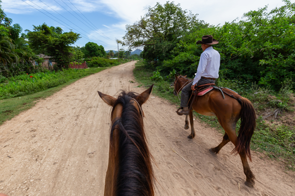 Horses