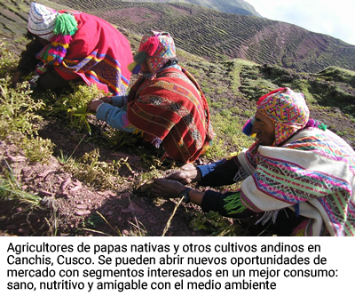 Canchis, Cusco