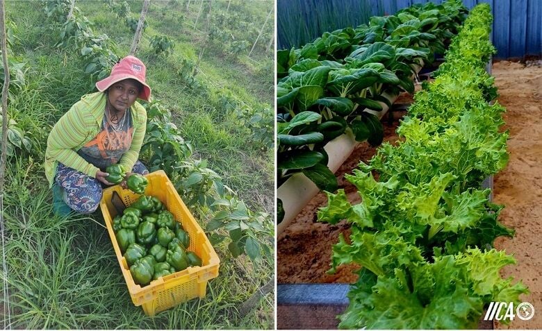 Both traditional and alternative farming systems are eligible for the agribusiness loan