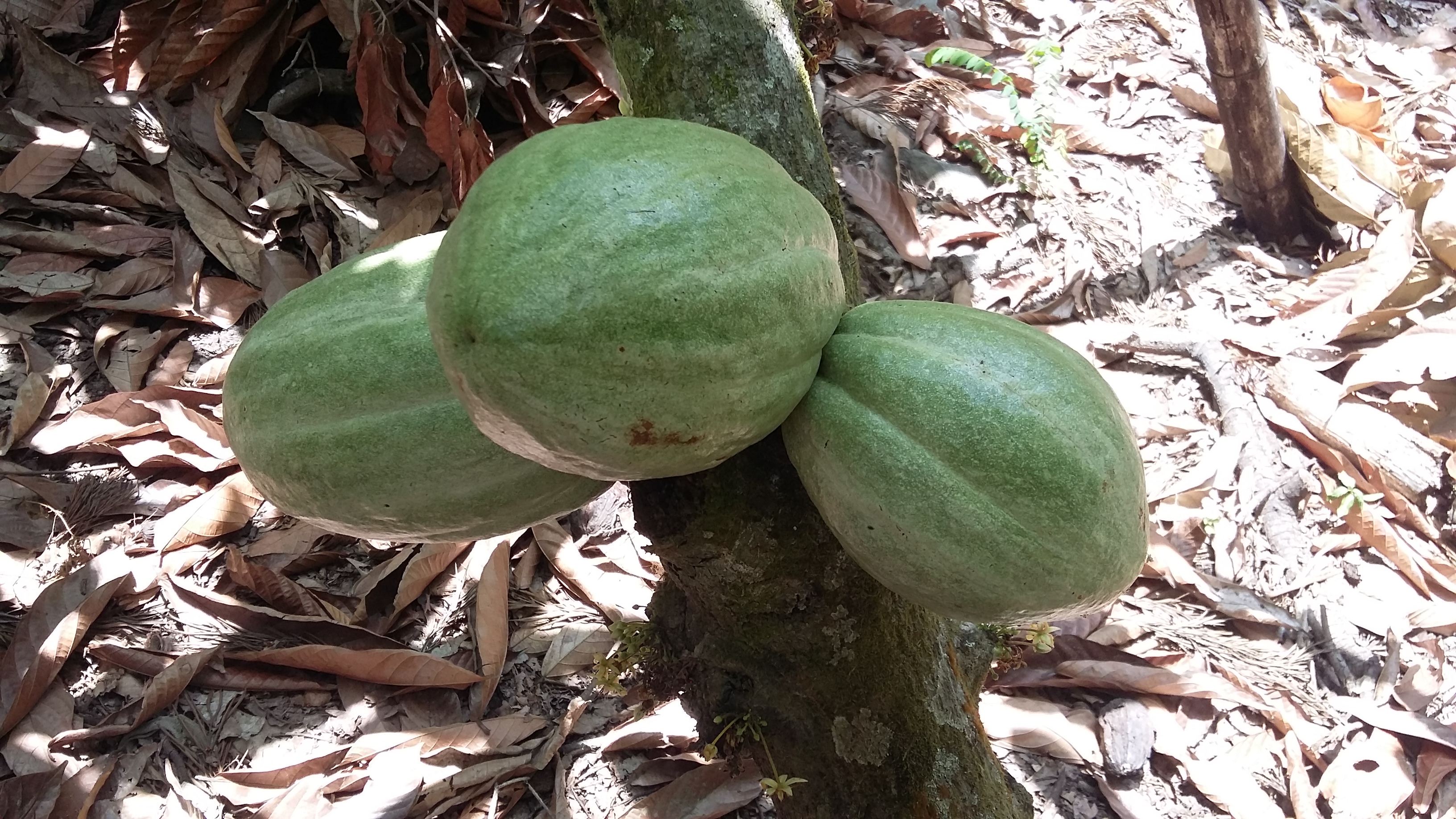 Cacao en planta