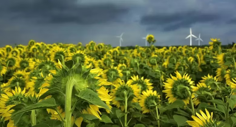 un verano sin girasoles