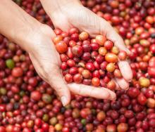 Manos con granos de café